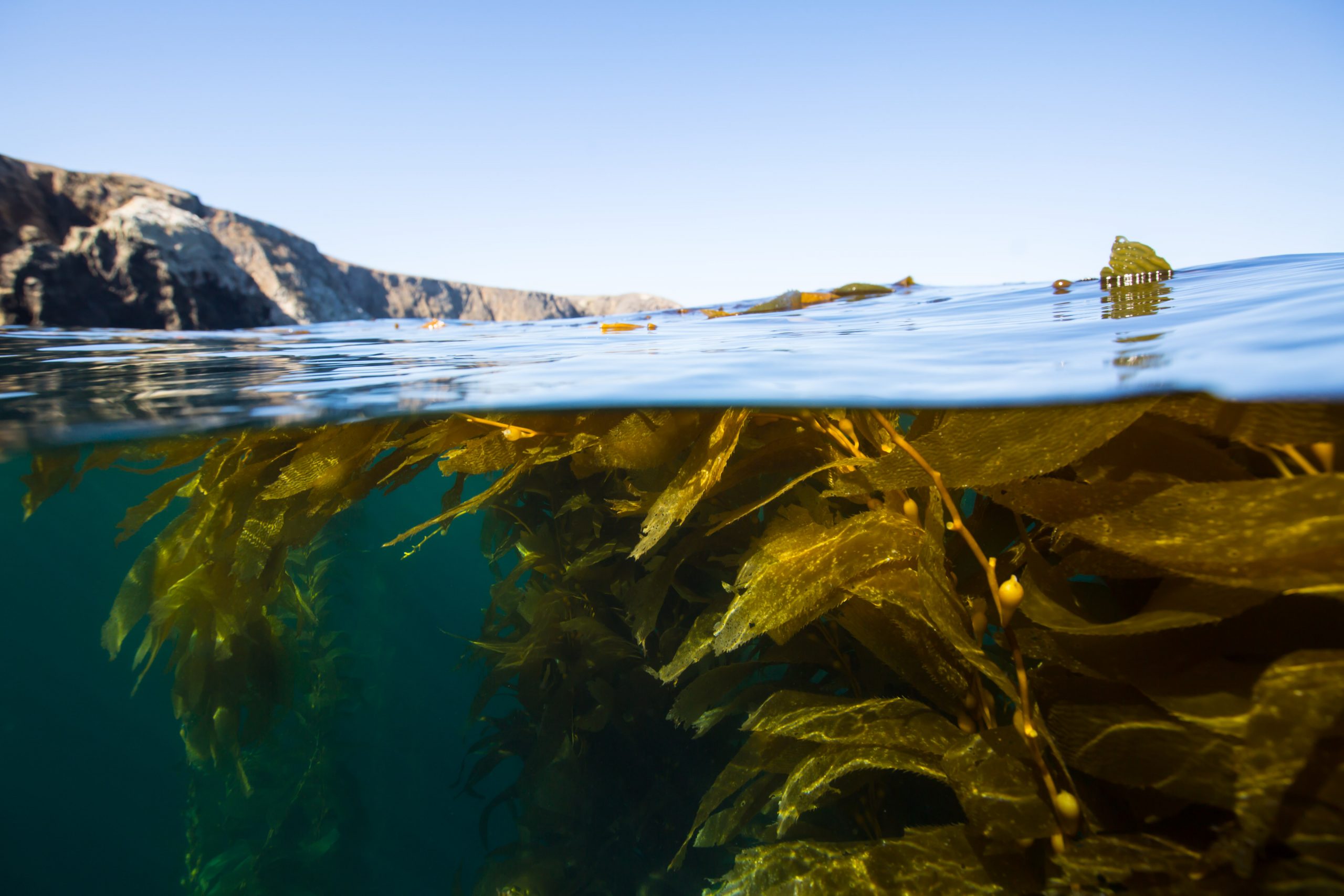 Kelp forest ecosystem